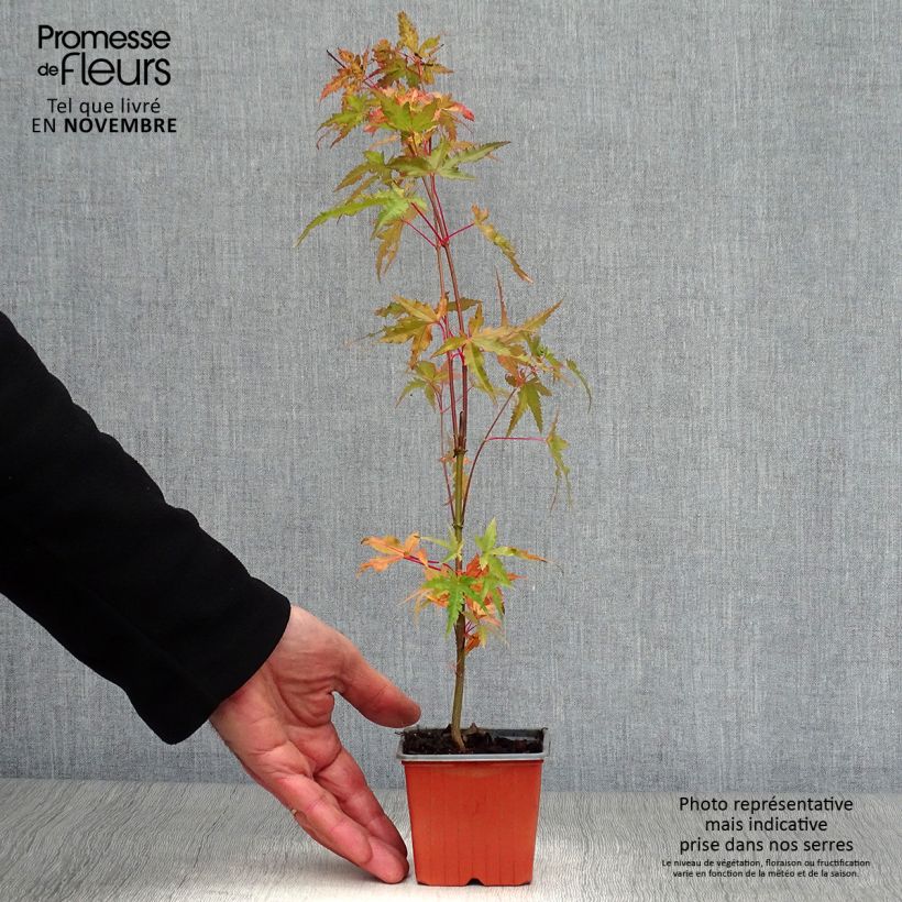 Exemplar von Fächerahorn - Acer palmatum Kleine Töpfe von 8/9 cm wie im Herbst geliefert
