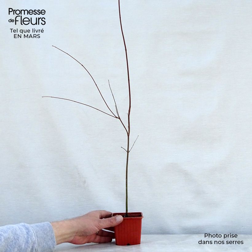 Exemplar von Fächerahorn - Acer palmatum Kleine Töpfe von 8/9 cm wie im Frühjahr geliefert