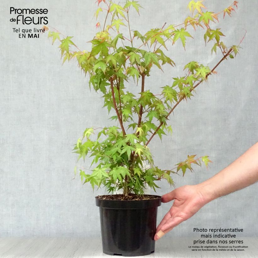 Exemplar von Fächerahorn - Acer palmatum Topf mit 3L/4L wie im Frühjahr geliefert