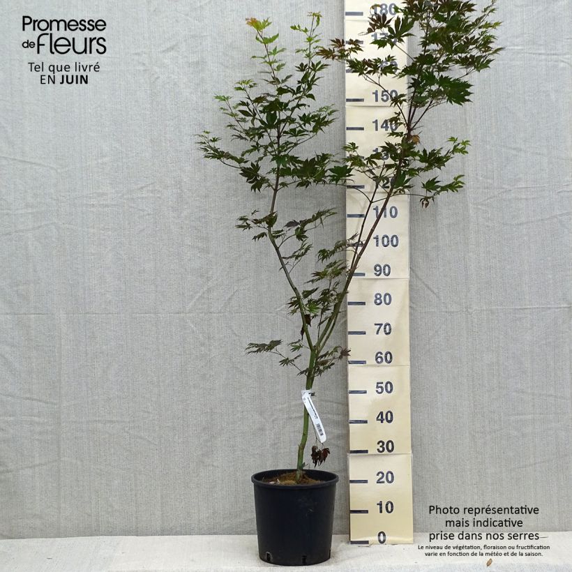 Exemplar von Ahorn Ice Dragon - Acer pseudosieboldianum Topf mit 12L/15L wie im Sommer geliefert