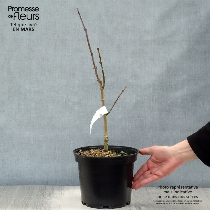 Example of Érable du Japon - Acer shirasawanum Aureum Pot de 3L/4L as you get in printemps