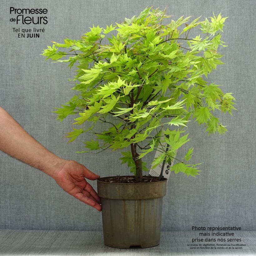 Exemplar von Japanischer Ahorn Autumn moon - Acer shirasawanum Topf mit 7,5L/10L wie im Sommer geliefert