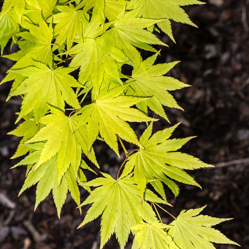Japanischer Ahorn Jordan - Acer shirasawanum (Laub)