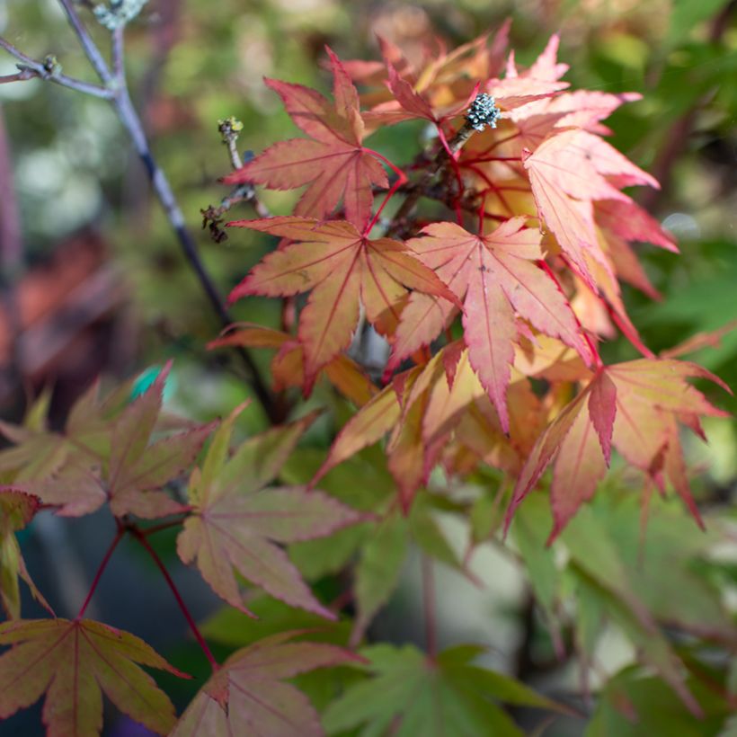 Japanischer Ahorn Moonrise - Acer shirasawanum (Laub)