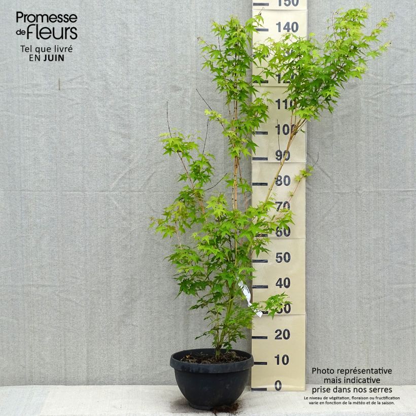 Exemplar von Fächerahorn Bi Hoo - Acer palmatum Becher 7,5L / 10L wie im Sommer geliefert