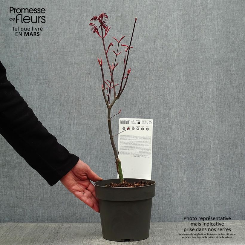 Example of Fächerahorn Black Lace - Acer palmatum Topf mit 2L/3L as you get in printemps