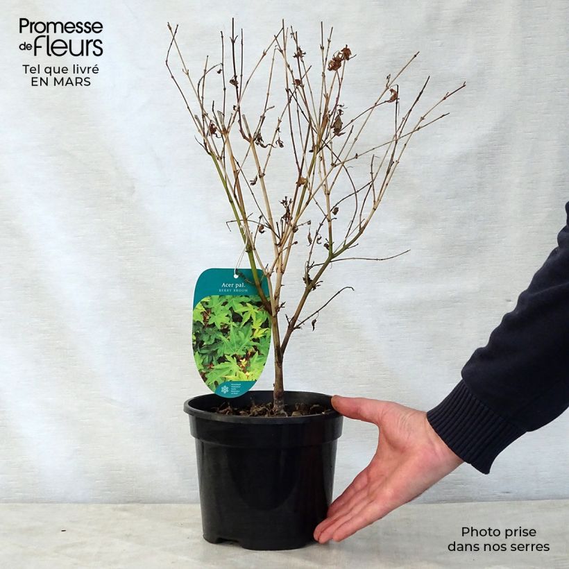 Exemplar von Fächerahorn Berry Broom - Acer palmatum Topf mit 2L/3L wie im Frühjahr geliefert