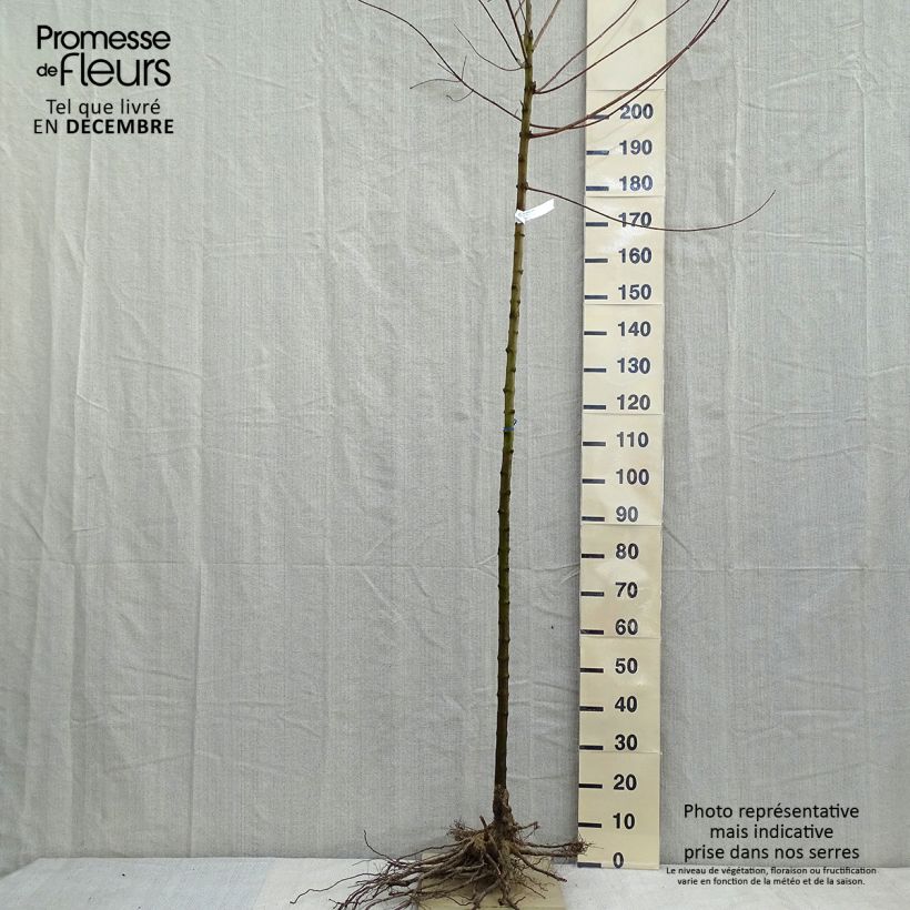 Exemplar von Feuer-Ahorn - Acer tataricum subsp. ginnala Wurzelnackt, Stamm wie im Winter geliefert