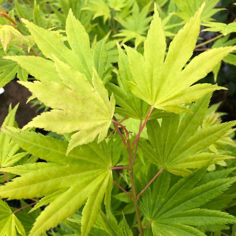 Fächerahorn Summer Gold - Acer palmatum (Foliage)