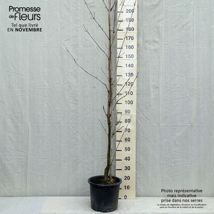 Exemplar von Spitz-Ahorn Drummondii - Acer platanoides Topf mit 12L/15L, Stämmchen wie im Herbst geliefert