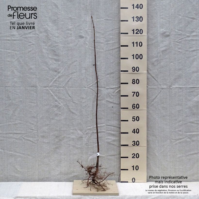 Exemplar von Berg-Ahorn - Acer pseudoplatanus Wurzelnackt wie im Winter geliefert