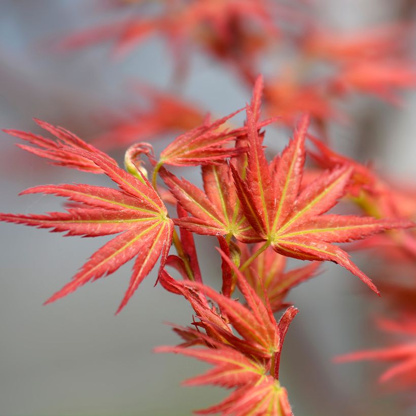 Fächerahorn Wilson's Pink Dwarf - Acer palmatum (Laub)
