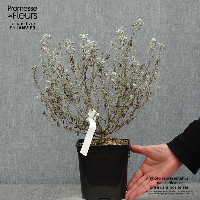 Example of Eremophila caerulea nivea Beryl's Blue - Emustrauch Topf mit 3L/4L as you get in hiver