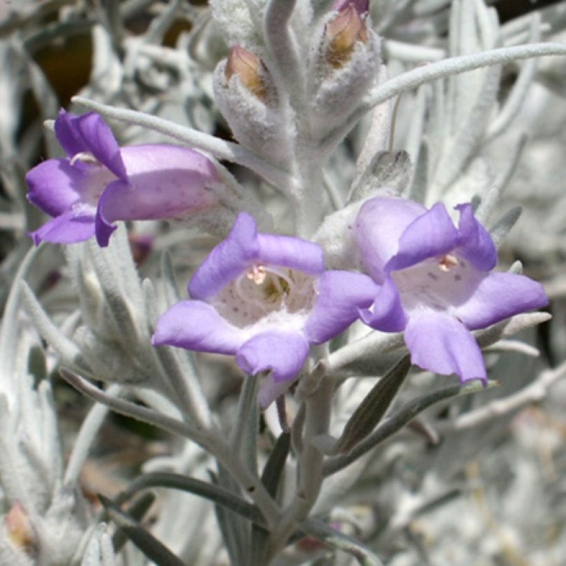 Eremophila nivea - Emustrauch (Flowering)