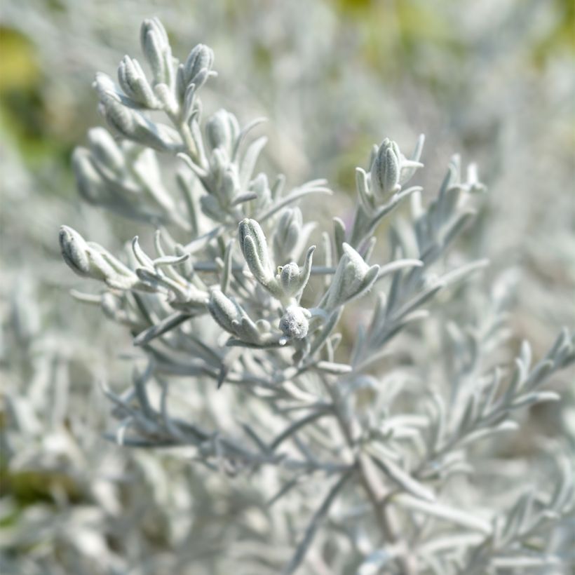 Eremophila nivea - Emustrauch (Foliage)