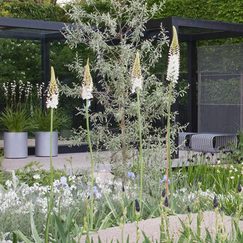 Eremurus White Beauty Favourite - Steppenkerze (Wuchs)