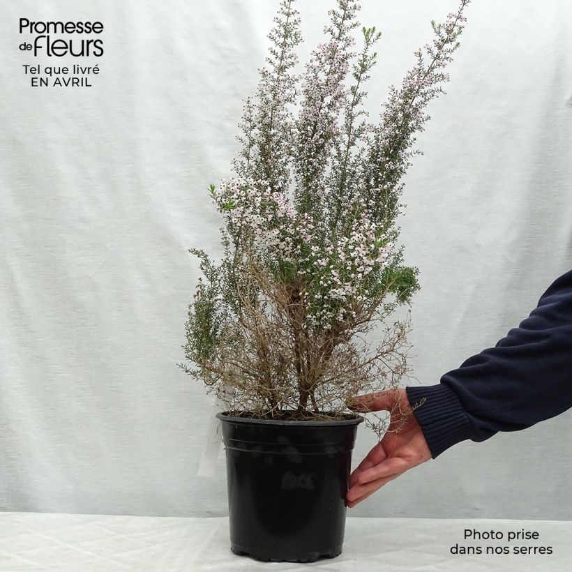 Example of Heidekraut - Erica canaliculata Topf mit 4L/5L as you get in printemps