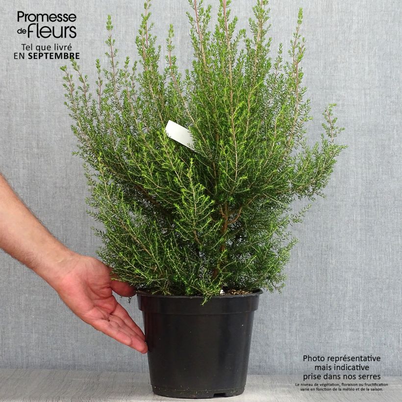 Exemplar von Heidekraut - Erica canaliculata Topf mit 4L/5L wie im Sommer geliefert