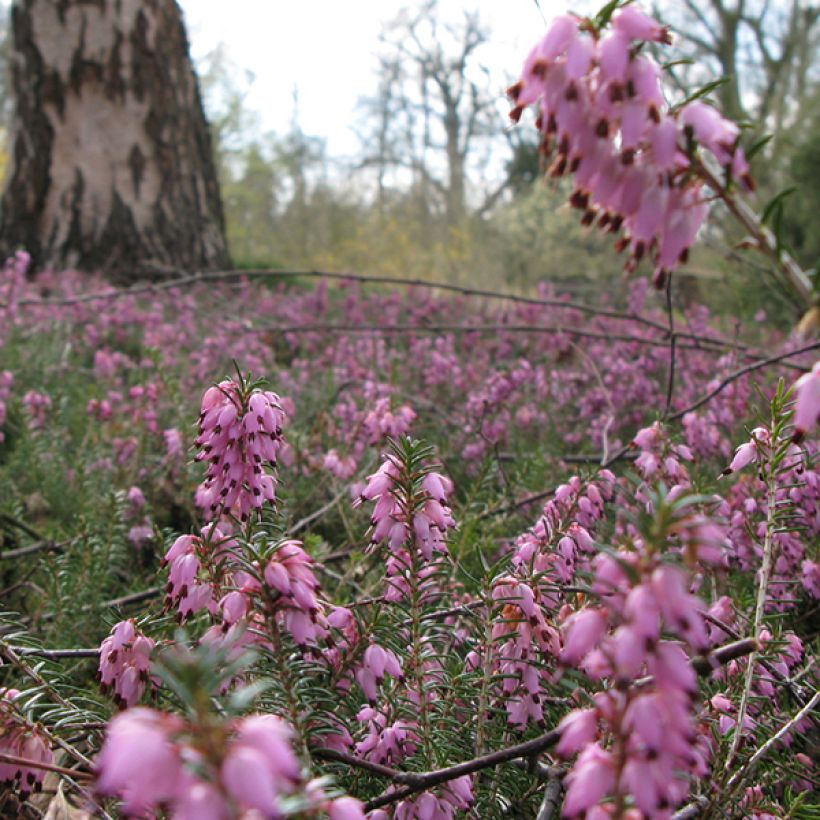 Winterblühende Heide Jenny Porter - Erica darleyensis (Flowering)