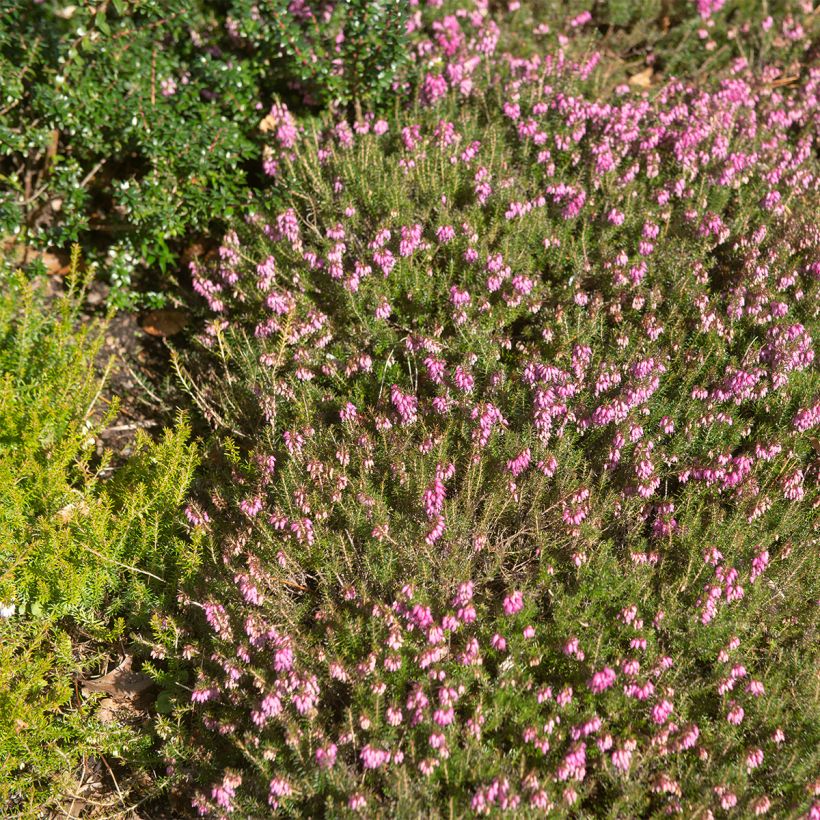 Schnee-Heide Myreton Ruby - Erica carnea (Wuchs)