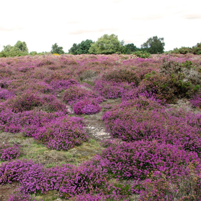 Graue Glocken-Heide C.G Best - Erica cinerea (Wuchs)