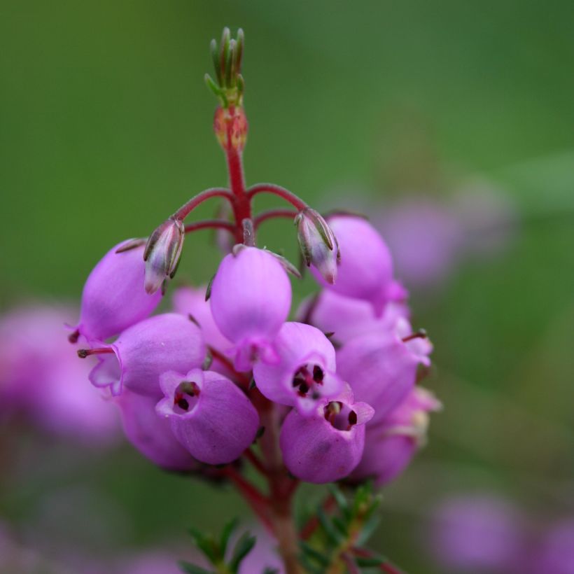 Graue Glocken-Heide - Erica cinerea (Flowering)
