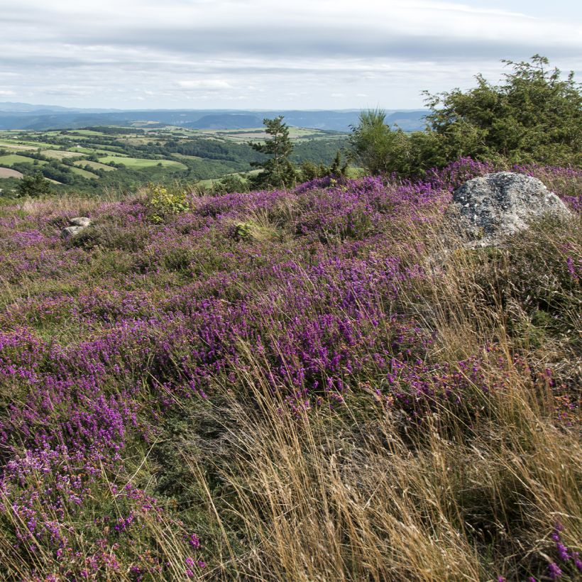 Graue Glocken-Heide - Erica cinerea (Plant habit)