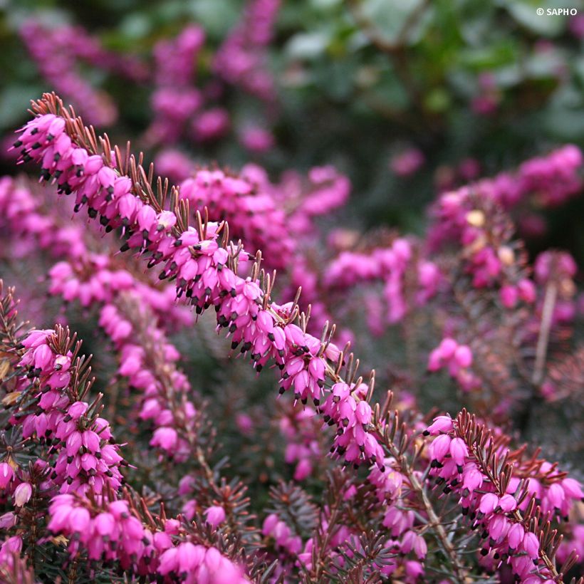 Winterblühende Heide Eva Gold - Erica darleyensis (Flowering)