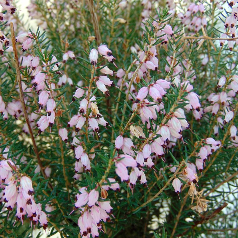 Erica mediterranea - Heide (Flowering)