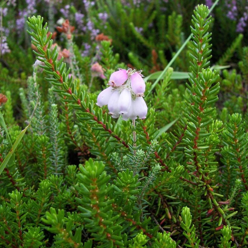 Echte Glocken-Heide - Erica tetralix (Foliage)