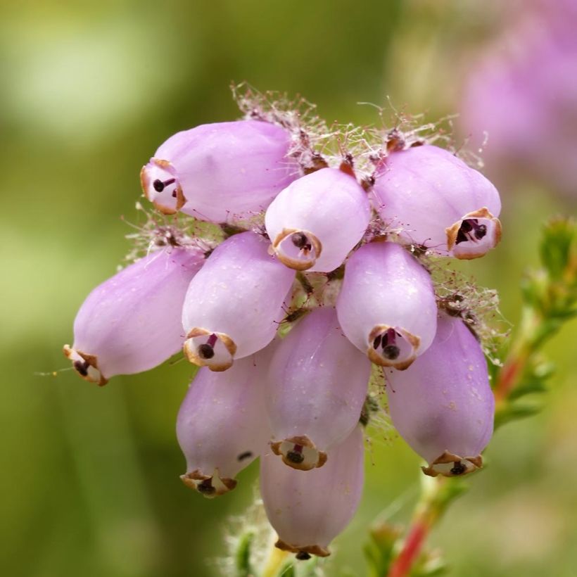 Echte Glocken-Heide - Erica tetralix (Flowering)