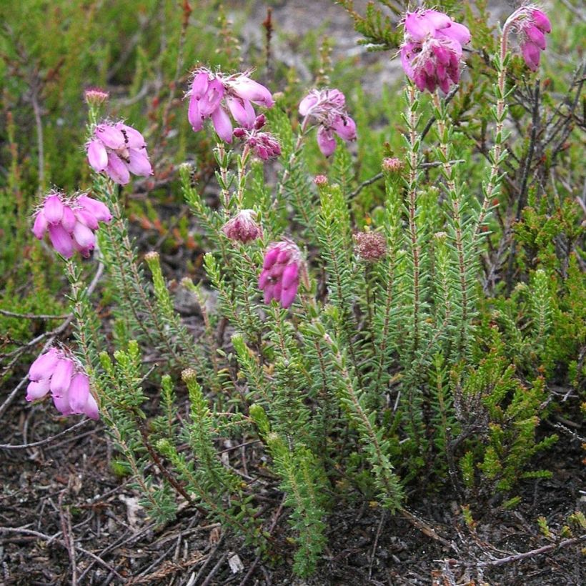 Echte Glocken-Heide - Erica tetralix (Plant habit)