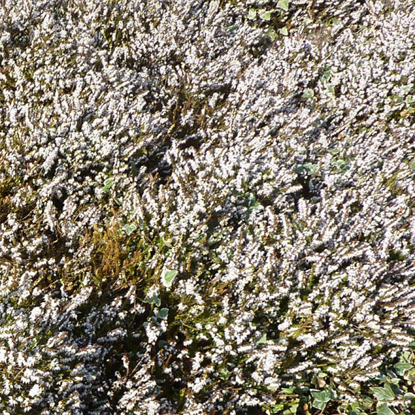 Winterblühende Heide Silberschmelze - Erica darleyensis (Blüte)