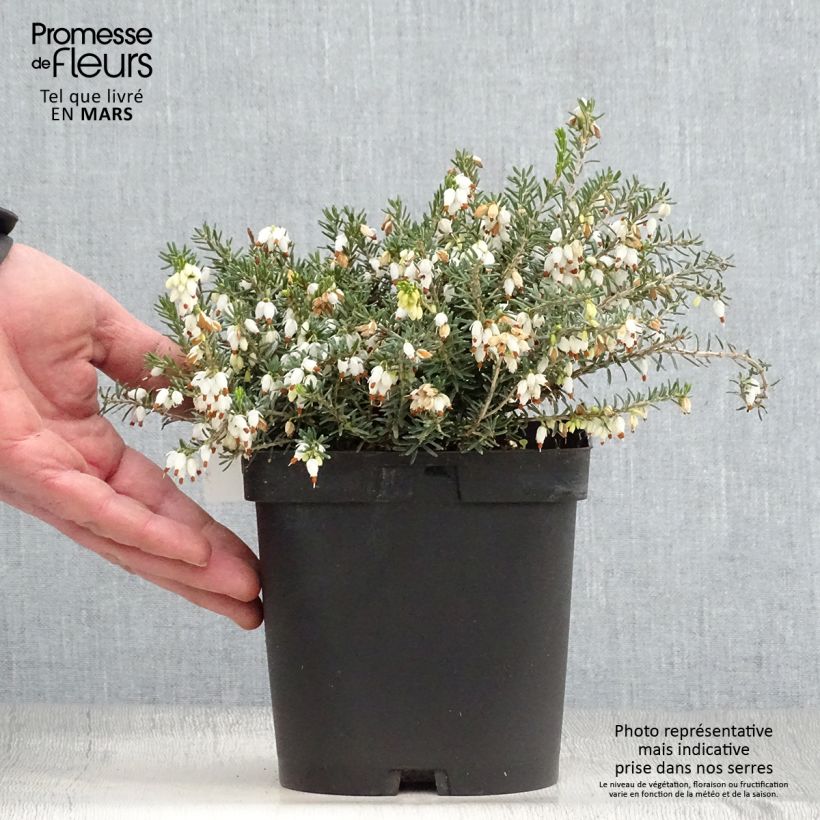 Example of Winterblühende Heide Winter Belles Katia - Erica darleyensis Topf mit 2L/3L as you get in printemps