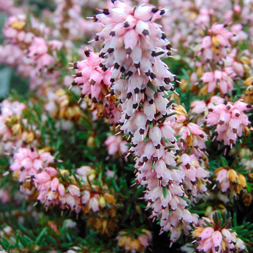 Winterblühende Heide Winter Belles Phoebe - Erica darleyensis (Flowering)