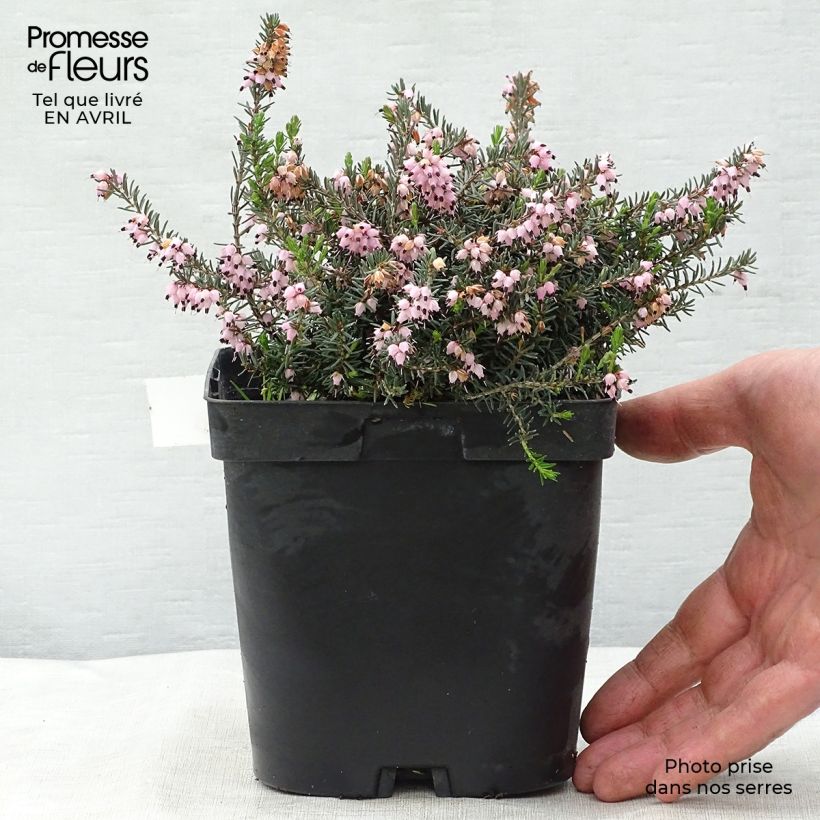 Example of Winterblühende Heide Winter Belles Phoebe - Erica darleyensis Topf mit 2L/3L as you get in printemps