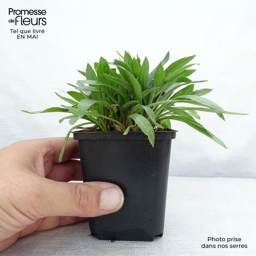 Exemplar von Berufkraut Dunkelste Aller - Erigeron Kleine Töpfe von 8/9 cm wie im Frühjahr geliefert