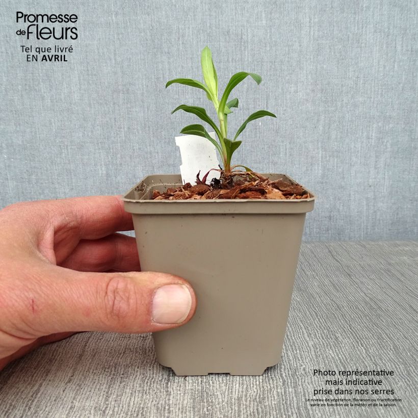 Exemplar von Berufkraut Foersters Liebling - Erigeron Kleine Töpfe von 8/9 cm wie im Frühjahr geliefert