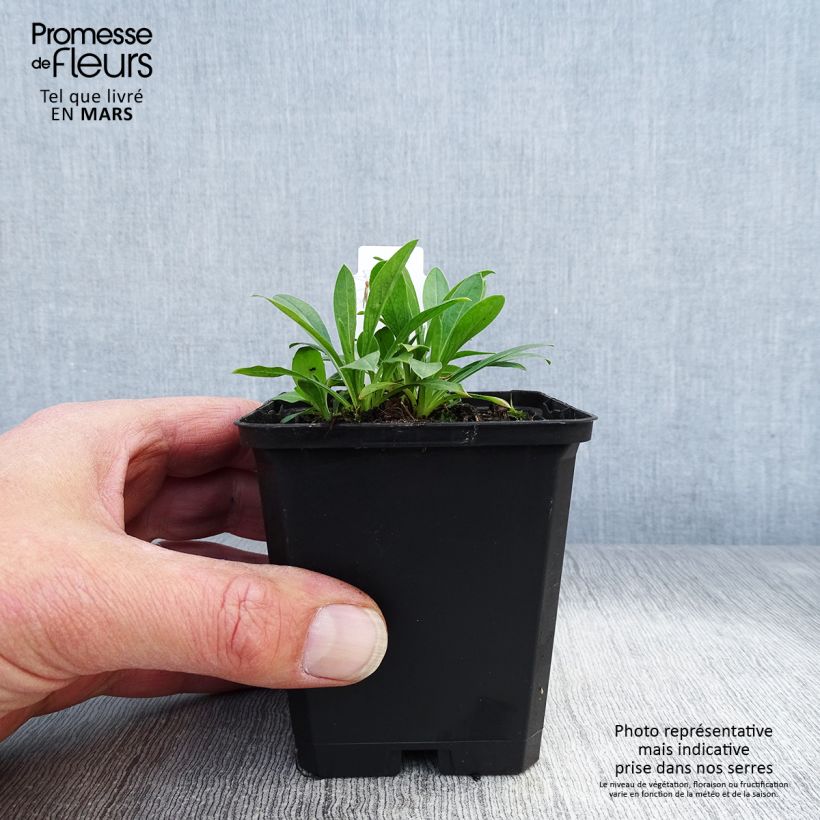 Exemplar von Berufkraut Professor Korodi - Erigeron Kleine Töpfe von 8/9 cm wie im Frühjahr geliefert