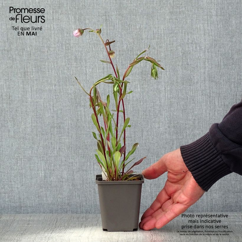 Exemplar von Berufkraut Quakeress - Erigeron Kleine Töpfe von 8/9 cm wie im Frühjahr geliefert