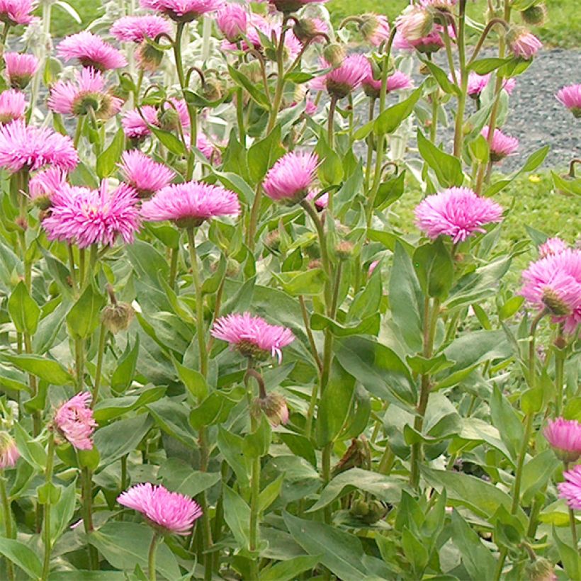 Prächtiges Berufkraut Rosa Jewel - Erigeron speciosus (Flowering)