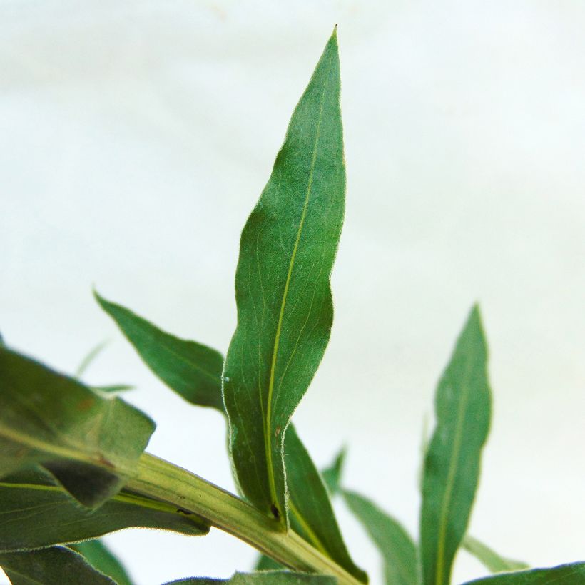 Berufkraut Schwarzes Meer - Erigeron (Foliage)