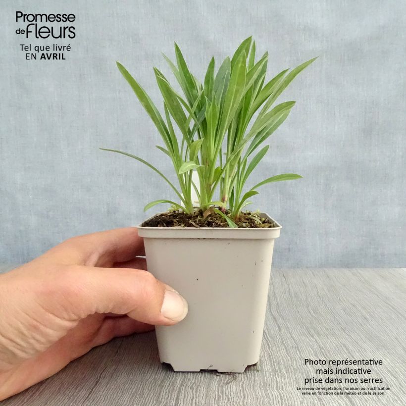 Example of Berufkraut Schwarzes Meer - Erigeron Kleine Töpfe von 8/9 cm as you get in printemps