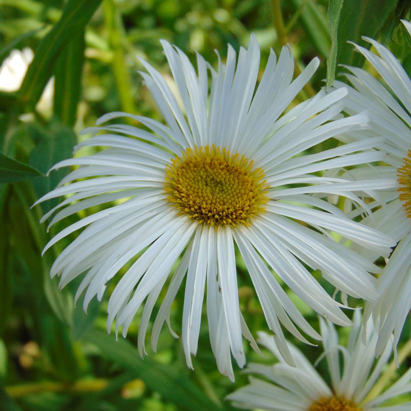 Prächtiges Berufkraut Sommerneuschnee - Erigeron speciosus (Flowering)