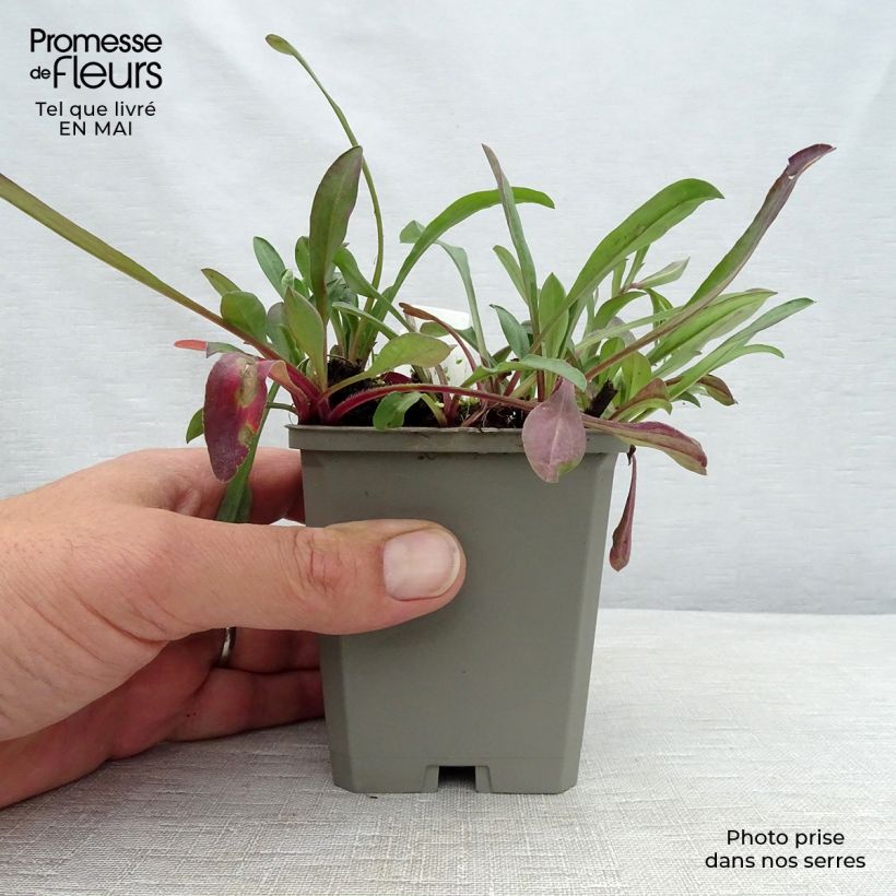 Example of Prächtiges Berufkraut Sommerneuschnee - Erigeron speciosus Kleine Töpfe von 8/9 cm as you get in printemps