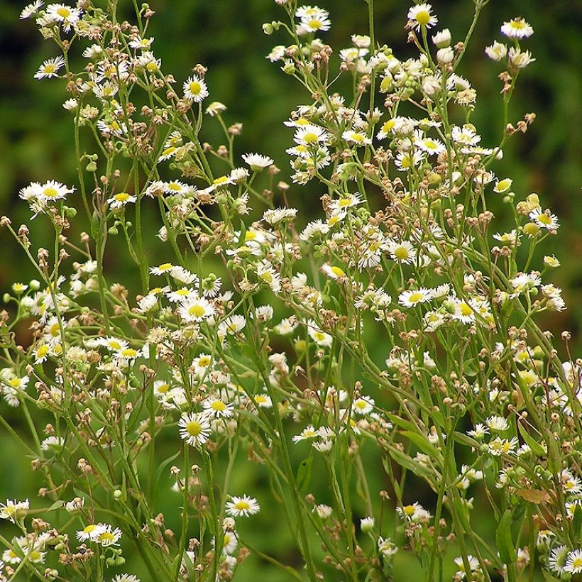 Berufkraut - Erigeron annus (Wuchs)