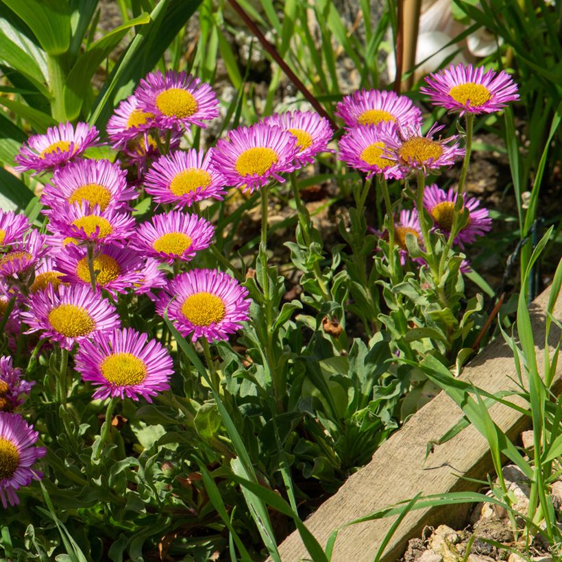 Strand-Berufkraut Sea Breeze - Erigeron glaucus (Plant habit)