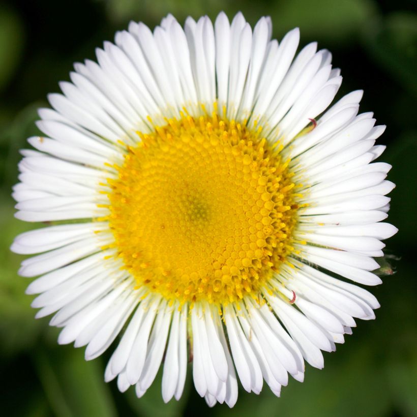 Strand-Berufkraut - Erigeron glaucus (Blüte)