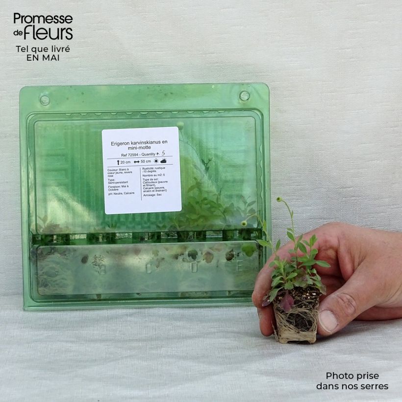 Exemplar von Karwinskis Feinstrahl - Erigeron karvinskianus Mini-Plug Ø 3/4 cm wie im Frühjahr geliefert