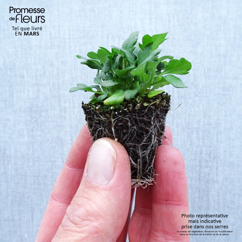 Exemplar von Karwinskis Feinstrahl - Erigeron karvinskianus Jardi-Plug: Wurzelballen 3,8 cm x 3,2 cm in Anzuchtplatte à 15 Stück. wie im Frühjahr geliefert